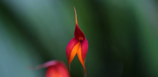 Fotografía fechada el 05 de abril del 2019 que muestra una orquídea de la especie "Masdevallia Veitchiana", símbolo del santuario histórico de la ciudadela de Machu Picchu, región surandina del Cusco (Perú).. EFE/ Ernesto Arias