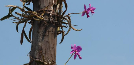 Fotografía del 10 de septiembre de 2019 que muestra una planta de la especie de orquídea Cattleya, en la comunidad El Carmen (Bolivia).. EFE/Martín Alipaz
