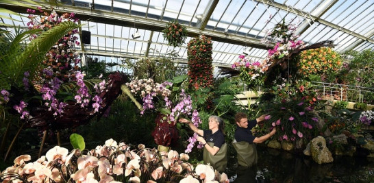 Dos encargados se ocupan de los preparativos finales para el "Festival de la Orquídea: Celebrando el color de Colombia" en el Real Jardín Botánico de Kew, al oeste de Londres, en 2019. EFE/ Facundo Arrizabalaga