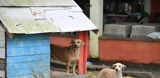 Las casitas de los perros se construyen tipo palafitos para  evitar que les entre el agua.  Raúl Asencio/LD