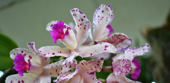 Dedicarse a las orquídeas es una terapia, considera Altagracia Cabrera.  Yaniris López / LD