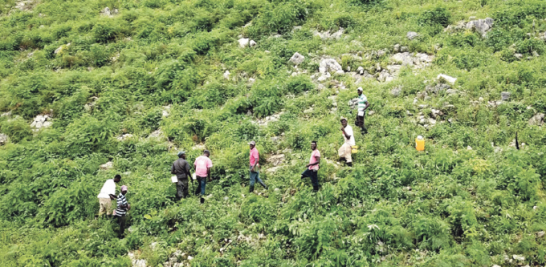 La mano de obra haitiana se utiliza para destruir áreas del parque. RAÚL ASENCIO/LD