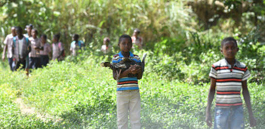 Un niño haitiano sostiene en brazos un pavo doméstico, mientras, al fondo, otros se ocultan entre la maleza.