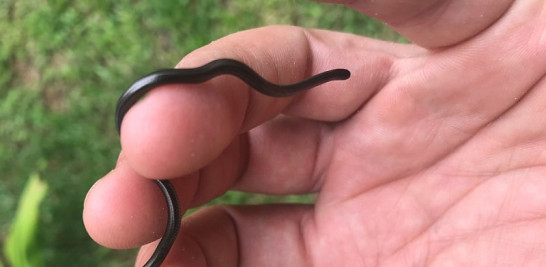 Serpiente ciega de Zanzíbar con forma de gusano (foto Nick Longrich)
