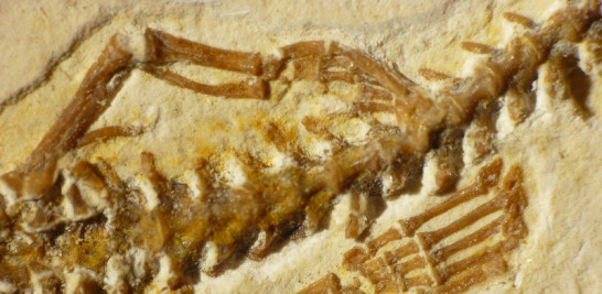 Patas traseras en fósil de Serpiente de cuatro patas Tetrapodophis (University of Bath)