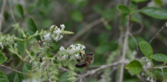 El olor de la lipia (Aloysia virgata), arbusto exótico, embriaga los sentidos y atrae a los insectos.  Yaniris López/LD