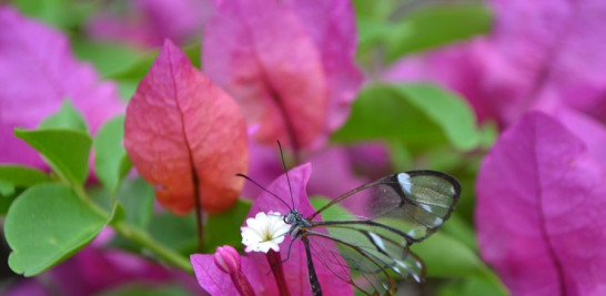 Mariposario. Una mariposa Greta diaphanus quisqueya fotografiada por  Jorge Luis Martínez/LD.