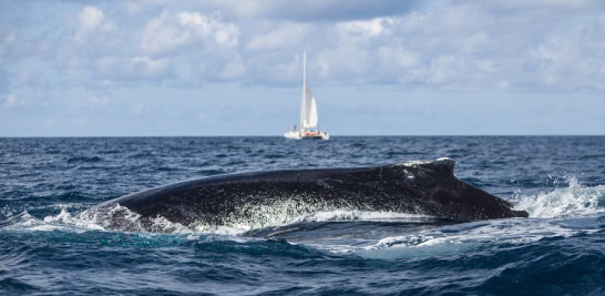 Desde la costa se han visto ballenas en la Guazuma, Las Galeras, Punta Balandra y hasta frente al aeropuerto internacional de Punta Cana.