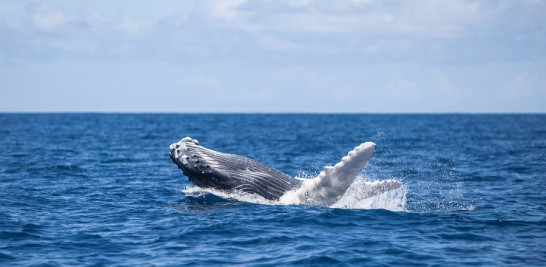 La temporada de observación de ballenas comienza en enero y termina a finales de marzo.