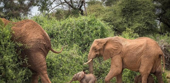 Esta foto del folleto tomada por Save the Elephants el 17 de enero de 2022 y distribuida el 20 de enero de 2022 muestra a una elefanta llamada Bora caminando con sus gemelos recién nacidos en la Reserva Nacional de Samburu, en el norte de Kenia. Una elefante dio a luz a mellizos en Kenia en un momento raramente visto entre las especies en peligro de extinción, dijeron los conservacionistas.
Solo uno de cada 100 nacimientos de elefantes da como resultado gemelos, lo que hace que la llegada de estas crías, un macho y una hembra, sea un momento de nervios y celebración.

Jane Wynyard / SALVAR A LOS ELEFANTES / AFP