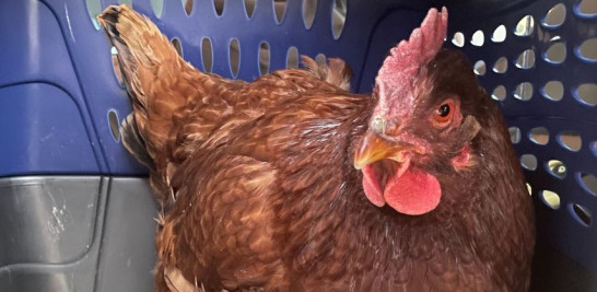 La Liga de Bienestar Animal de Arlington fue llamada para recoger al ave de corral y devolverla a un gallinero, dijo la propia organización en su cuenta de Facebook. Foto tomada de la cuenta de Facebook de la organización