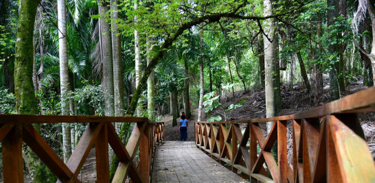 El puente entre el Sendero Dedé Mirabal y el bosque de palmas reales. Raúl Asencio / LD