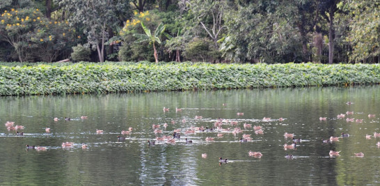 Gallitos de agua y patos migratorios en uno de los lagos.  Yaniris López / LD