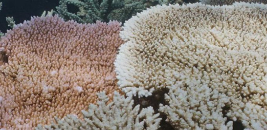 Coral decolorado por el calentamiento de las aguas en la Gran Barrera de Arrecifes de Australia. EFE/John Brewer/WWF Australia