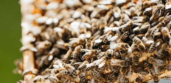 De acuerdo con la Dirección General de Ganadería, para proteger a los apicultores locales está prohibida la importación de miel.