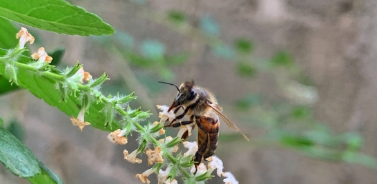 La abeja es el insecto más estudiado del planeta por su rol como polinizador.
