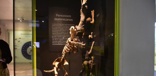 Fósil de un perezoso dominicano, especie extinta en el país. Jorge Luis Martínez/ Listín Diario