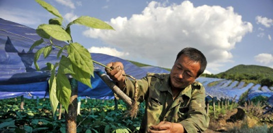 Un agricultor trabaja en una plantación de ginseng en una zona montañosa de Longjing (China). El ginseng es una planta de lento crecimiento que se usa en la medicina tradicional china. 

Foto: Wu Hong