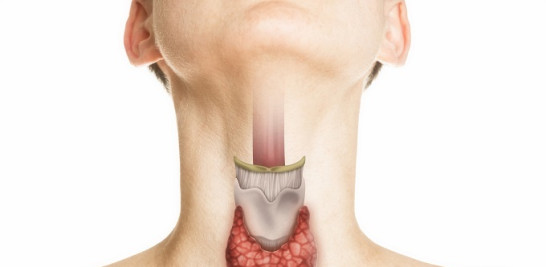 La glándula tiroidea se localiza en la región frontal inferior del cuello. ISTOCK