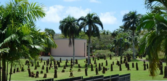 En 2018, el Jardín Botánico de Santo Domingo eliminó su colección de cicas debido a la plaga.  FOTO: Yaniris López / LD
