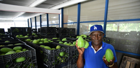 Ese supervisor de una planta empacadora muestra mangos mingolos, los que más se exportan a Estados Unidos.