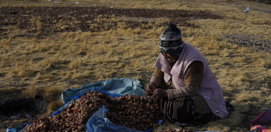 Una mujer indígena aymara pela papas para eliminar el rocío congelado en medio de temperaturas extremadamente frías antes de extenderlas para que se sequen en la montaña La Cumbre en las afueras de La Paz, Bolivia. AP/Juan Karita