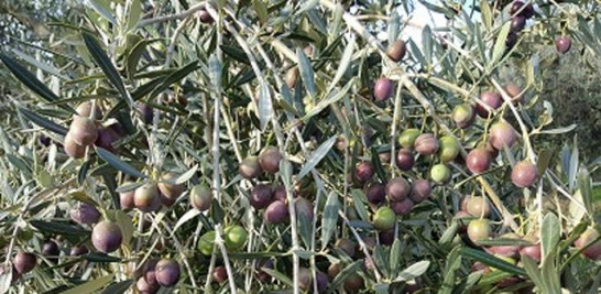 Aceitunas colgando de las ramas de un olivo, en Badajoz (Extremadura). Foto: Manuel Martínez Cano/EFE.