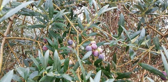 Imagen de las ramas de un olivo, en Badajoz (Extremadura), donde cuelgan las aceitunas que se recogerán para elaborar aceite. Foto: Manuel Martínez/EFE.