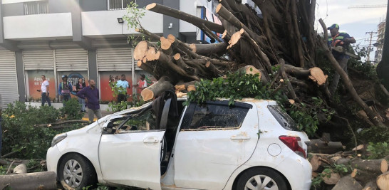 Árbol de laurel derribado por las lluvias caídas el pasado martes.  Jazmín Díaz / LD