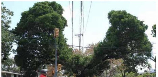 Una poda mal ejecutada altera el centro de gravedad del árbol.  Árboles de Santo Domingo (2010).
