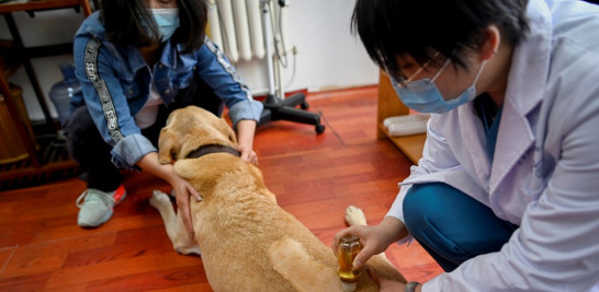 muestra a un perro preparándose para recibir un tratamiento de acupuntura en una clínica de animales en Beijing. Un número cada vez mayor de animales se están inscribiendo en la medicina tradicional en China, un cuidado que, según sus amos, es menos invasivo y tiene menos efectos secundarios que los tratamientos convencionales. WANG ZHAO / AFP