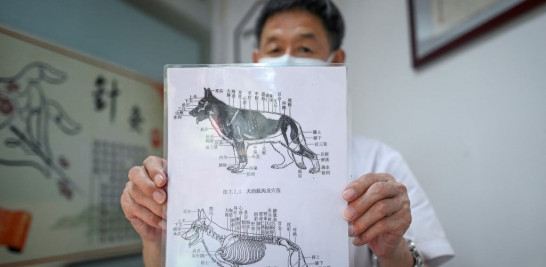Esta fotografía tomada el 23 de julio de 2022 muestra al veterinario Li Wen mostrando un gráfico de puntos de acupuntura de perros en una clínica de animales en Beijing. Un número cada vez mayor de animales se están inscribiendo en la medicina tradicional en China, un cuidado que, según sus amos, es menos invasivo y tiene menos efectos secundarios que los tratamientos convencionales. WANG Zhao / AFP