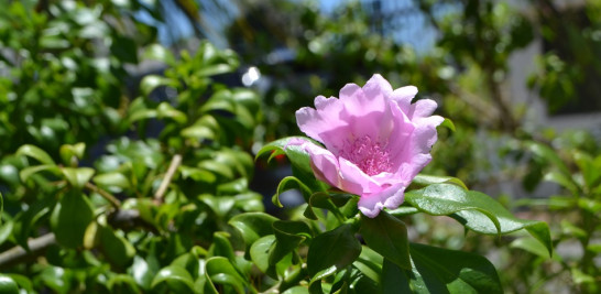 Rosa de Bayahíbe, flor nacional de República Dominicana, en el patio delantero del JBN.  Yaniris López / LD