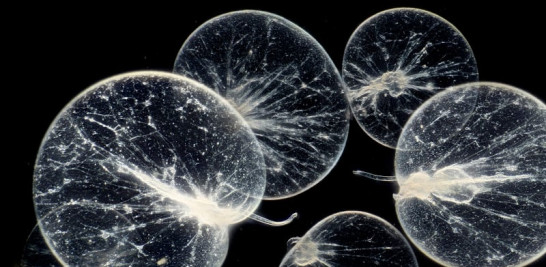 La Noctiluca scintillans produce efectos de luz en las olas. Foto: Micropia, Wim van Egmond