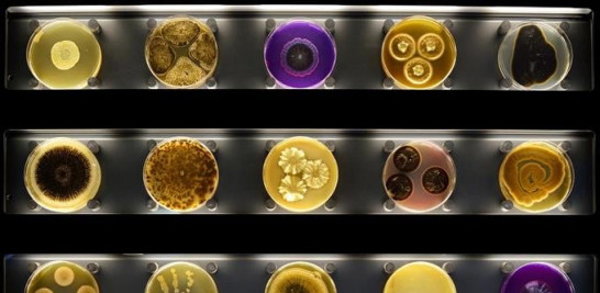 Pared con 150 placas de Petri con diferentes microorganismos. Foto: Micropia, Maarten van der Wal