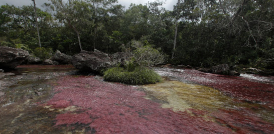 El río Caño Cristales, también llamado el "río de los siete colores", en zona rural de La Macarena, departamento del Meta (Colombia). EFE/ Luis Eduardo Noriega