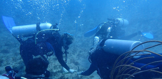 Buzos voluntarios trasplantaron más de 400 fragmentos de coral en Bayahíbe y Samaná como parte de Coralmanía, proyecto que cuenta con el apoyo técnico de la GIZ.