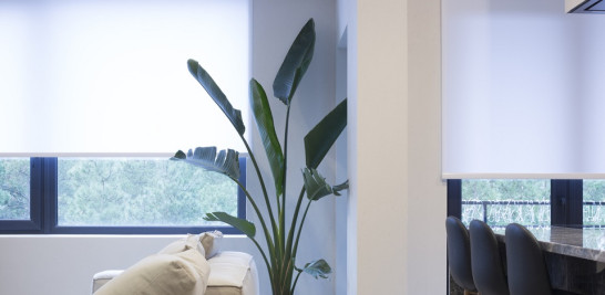 Ave del paraíso. La Strelitzia, con sus largos y delgados tallos, es una planta esbelta que alcanza gran altura. Le gustan los ambientes cálidos. Istock/LD