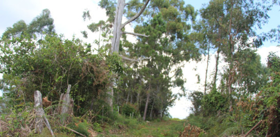 Tumban bosques para abrir caminos en terreros del Estado que son área protegida.