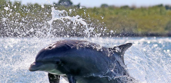 Delfines con frecuencia se ven en las aguas de la laguna Indian River Lagoon.