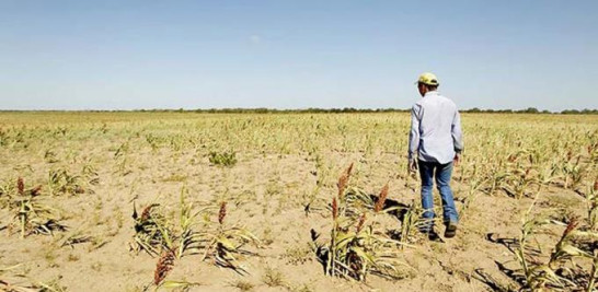 Debido a la sequía estacionaria la producción agrícola se ha visto afectada en algunas zonas.