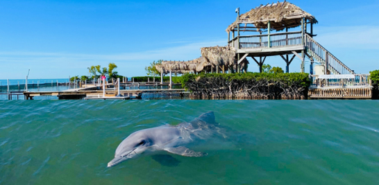 Centro de estudios de delfines o Dolphin Research Center.
