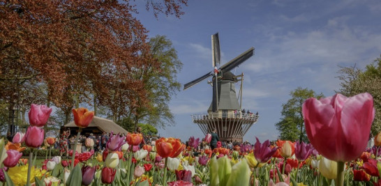 Keukenhof Gardens, Países Bajos.