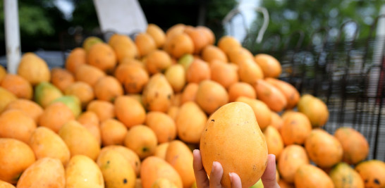 Los mangos están maduros al natural