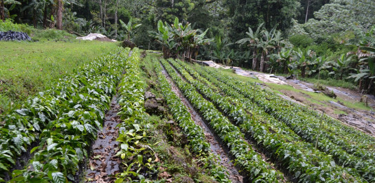 Plantas de café en el vivero ubicado en el Complejo Ecoturístico Río Blanco.