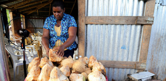 Samaná es una zona de producción de coco cuya industrialización puede contribuir al desarrollo provincial.