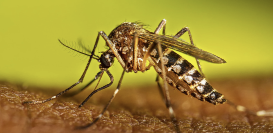 El mosquito transmisor del dengue se reproduce en agua limpia.