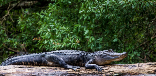 Especie en peligro de extinción, categoría crítica. Es nativo de América. Se distribuye desde el sur la Florida (EE.UU.) hasta Centro y Sur América y varias islas del Caribe. En la República Dominicana, solo se encuentra en el Lago Enriquillo al Sur del país.