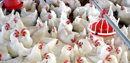 Por primera vez en la historia de la República, el pollo llegó a cotizarse a 125 pesos la libra.