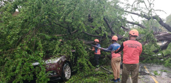 Socorristas retiran el árbol que aplasto un vehículo.